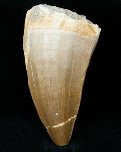 Fossil Mosasaurus Tooth #12440